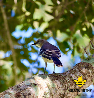 Birdie-Buzzworthy, LLC