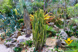 Cacti-Buzzworthy, LLC