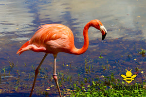 Flamingo-Buzzworthy, LLC