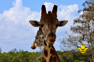 Giraffe-Buzzworthy, LLC