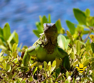 Iguana V1-Buzzworthy, LLC