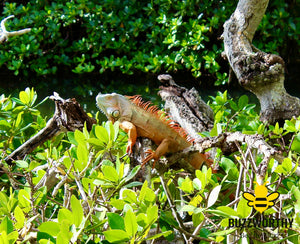 Iguana V3-Buzzworthy, LLC