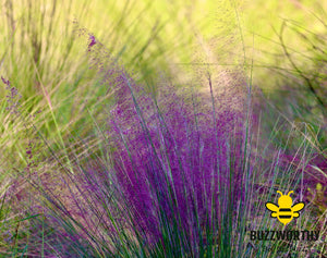 Purple Whisper-Buzzworthy, LLC