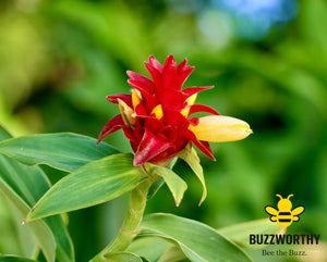 Red Flower-Buzzworthy, LLC